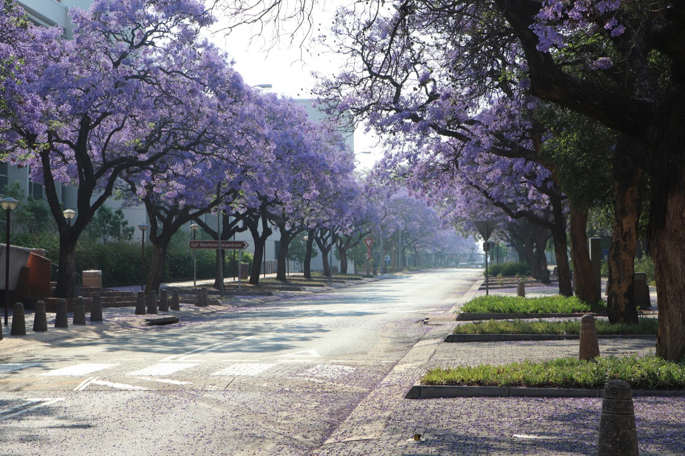 An avenue of jacarandas in full bloom on the University of Pretoria campus in Hatfield, petals carpeting the road