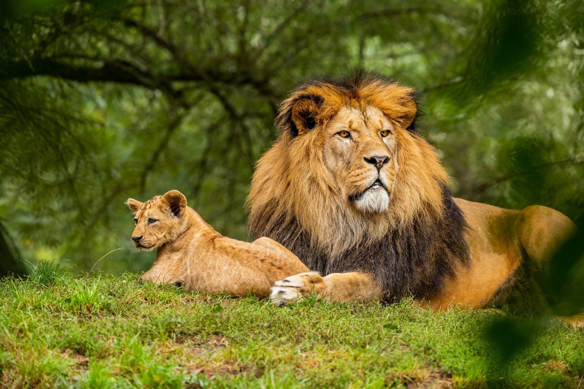 An adult lion beside a cub — what matters now is not who can build, but who beside you has seen what happens next.